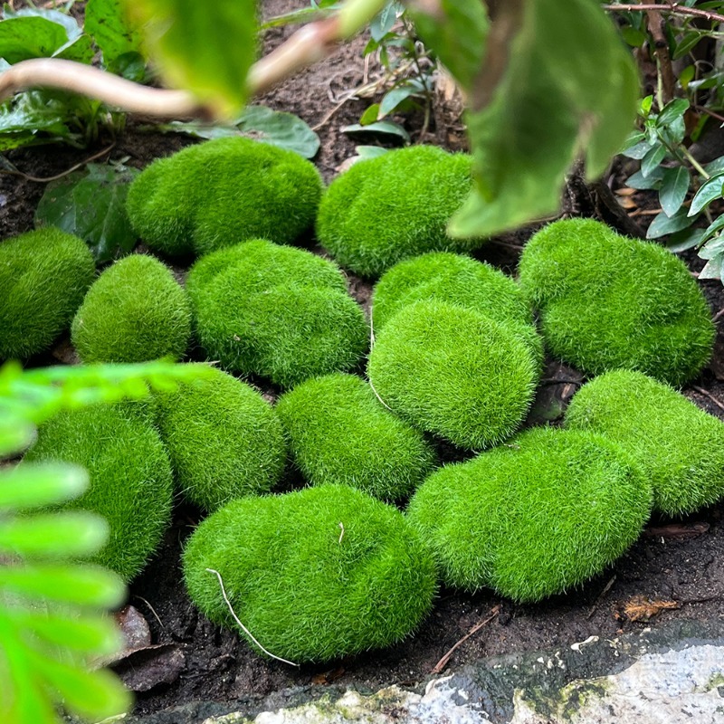 5/30pcs Simulation Moss Stone  – Terrarium Moss Art recenzja i cena