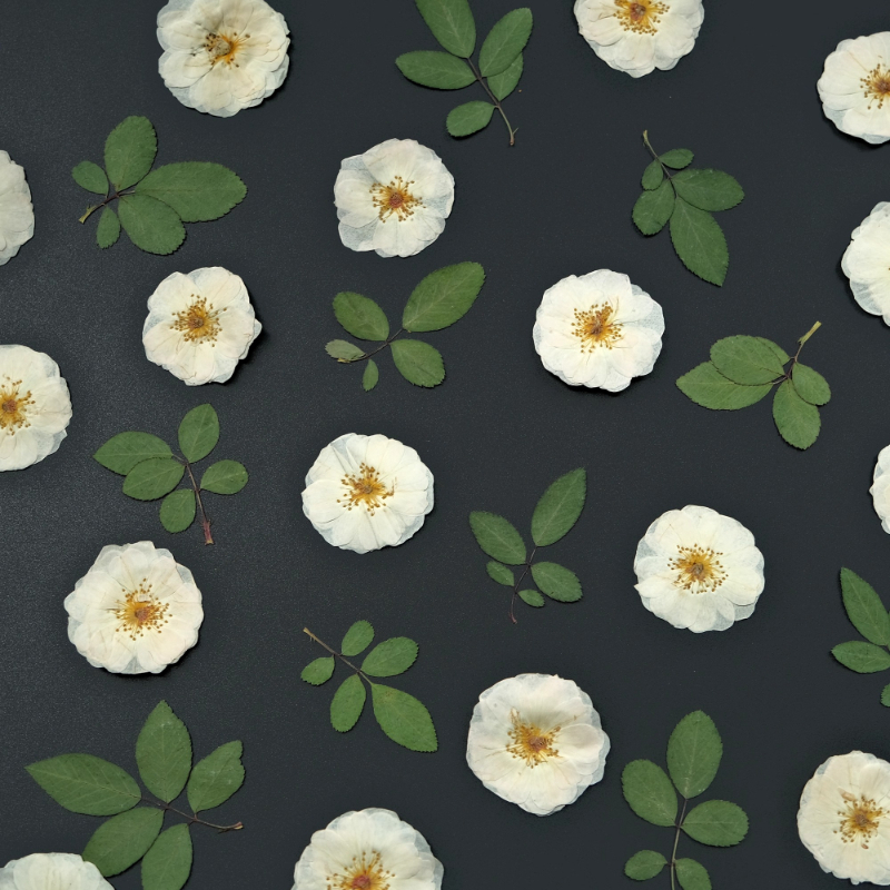 6pcs,9pcs,Nature White Rose Pr – Dried Flower Bulk recenzja i cena