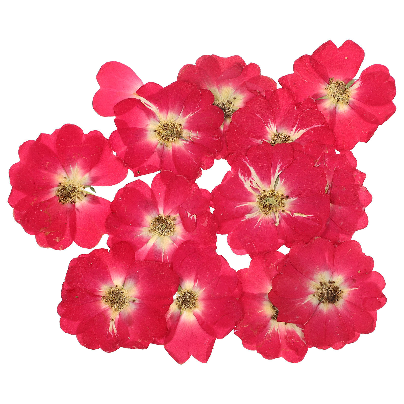 12Pcs Natural Dried Rose Press – Resin Craft Kit recenzja i cena