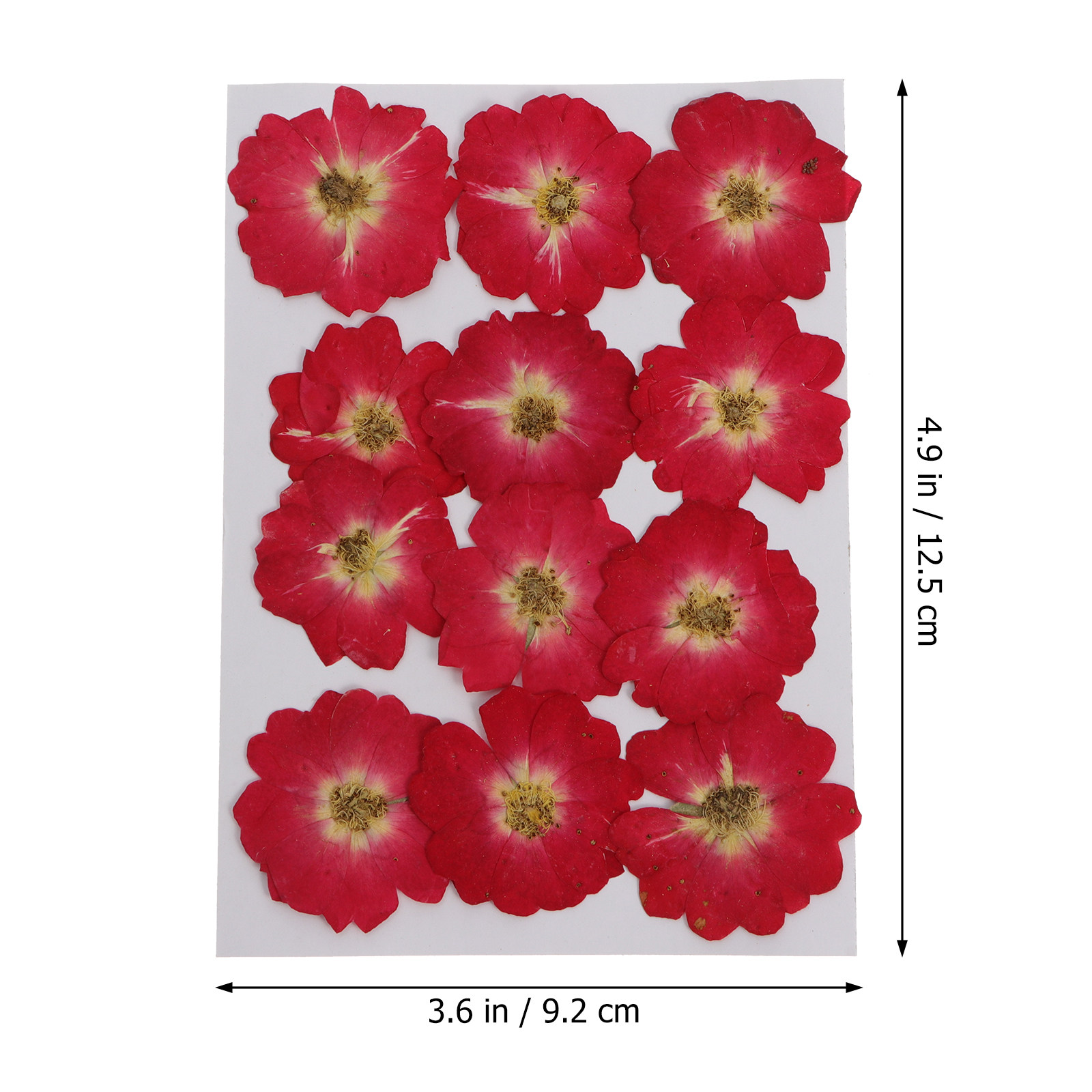 12Pcs Natural Dried Rose Press – Resin Craft Kit recenzja i cena