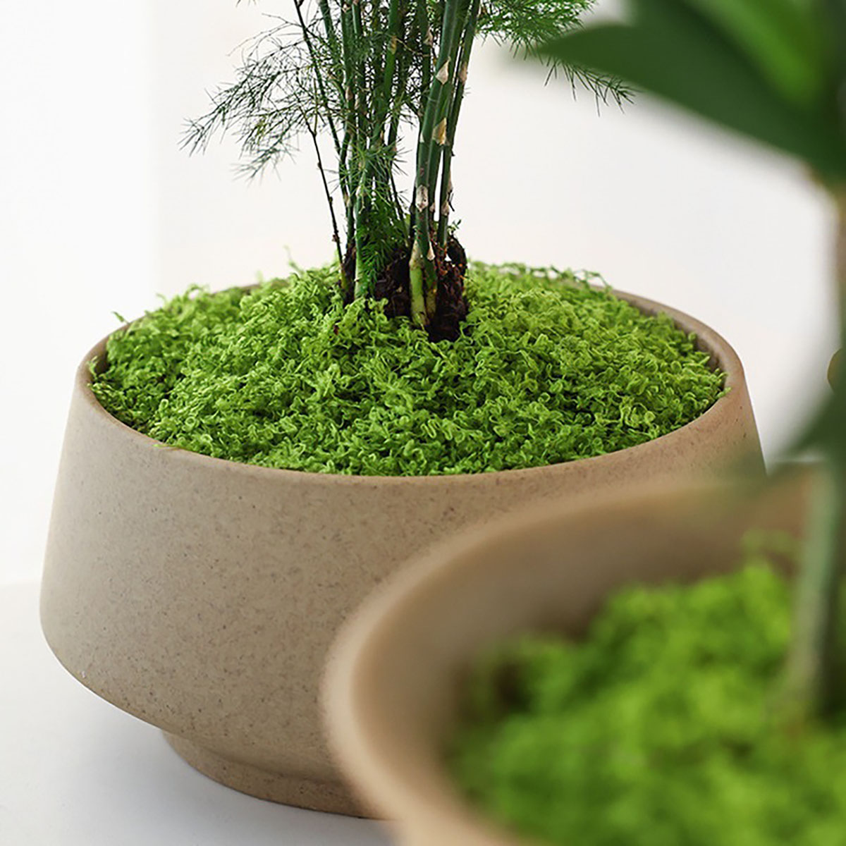 about 20g Artificial Green Pla – Terrarium Moss Art recenzja i cena