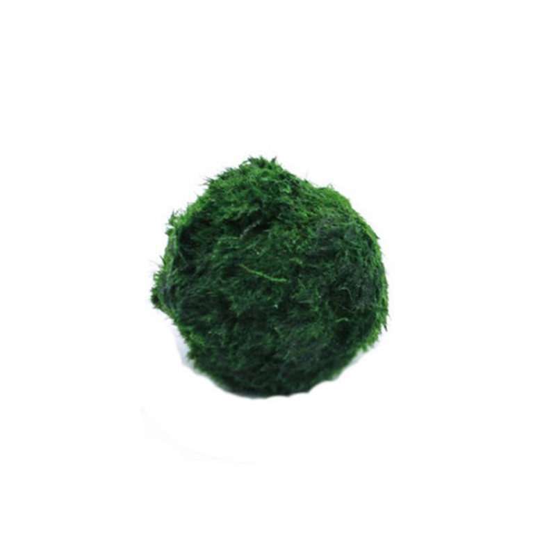 Marimo Moss Balls Live Aquariu – Terrarium Moss Art recenzja i cena
