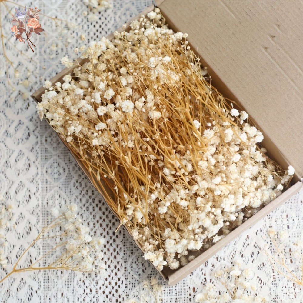 100pcs Mini Dried Baby's Breat – Dried Flower Bulk recenzja i cena